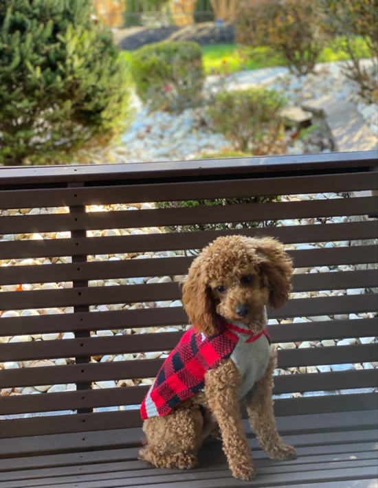 Little Cavoodle Poodle Mix Pup