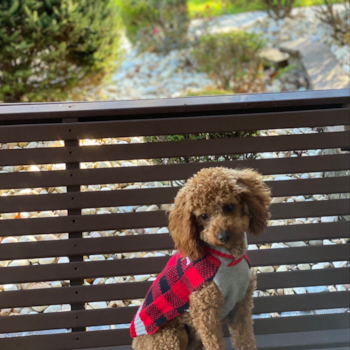 Little Cavoodle Poodle Mix Pup