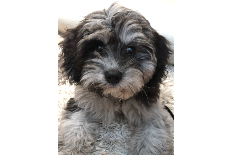 Little Cavoodle Poodle Mix Puppy