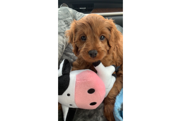 Adorable Cavoodle Poodle Mix Puppy