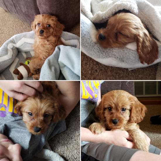 BECKER Cavapoo Pup