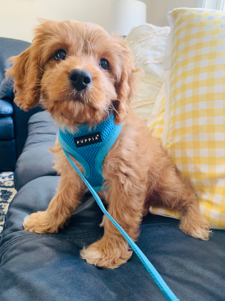 Decatur Cavapoo Pup