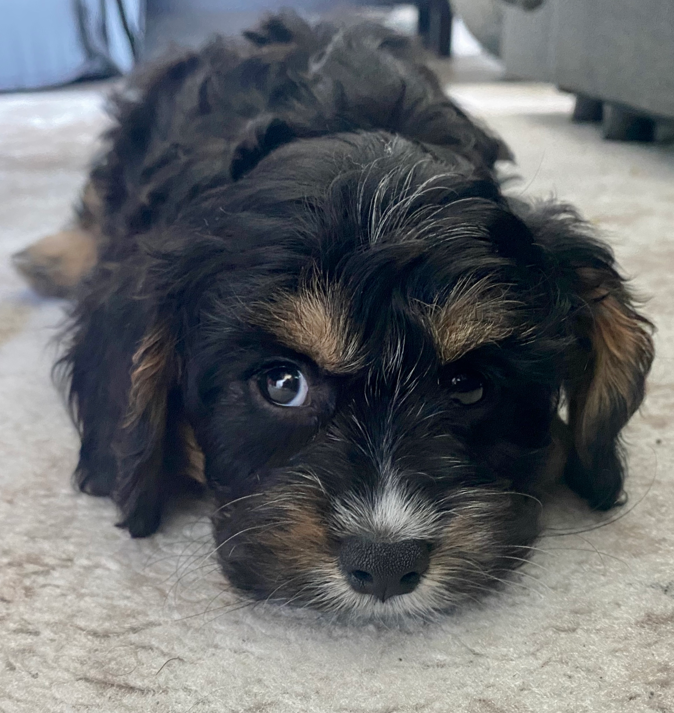 Cute Cavapoo Baby