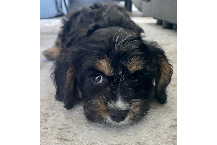 Cute Cavapoo Baby