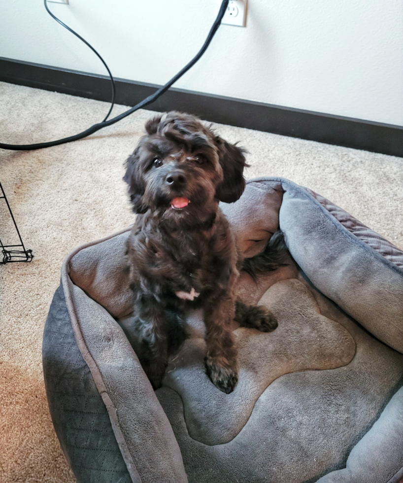 Little Cavoodle Poodle Mix Pup