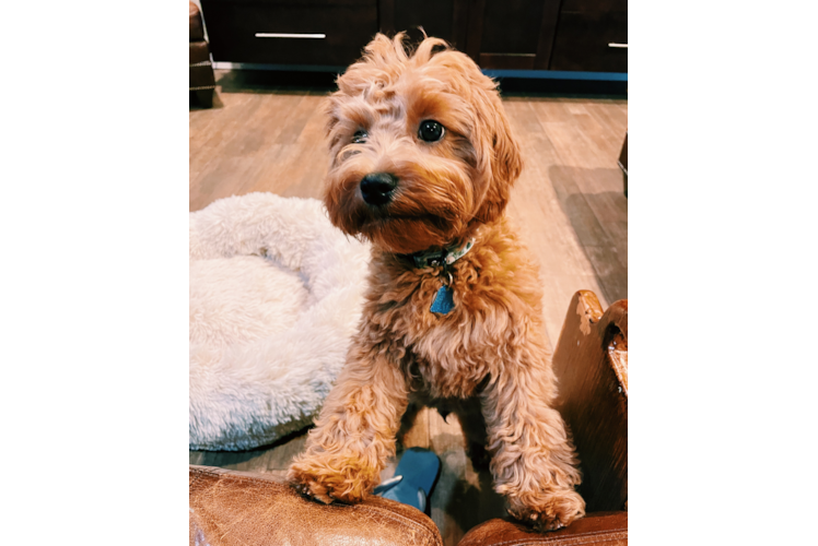 Popular Cavapoo Poodle Mix Pup