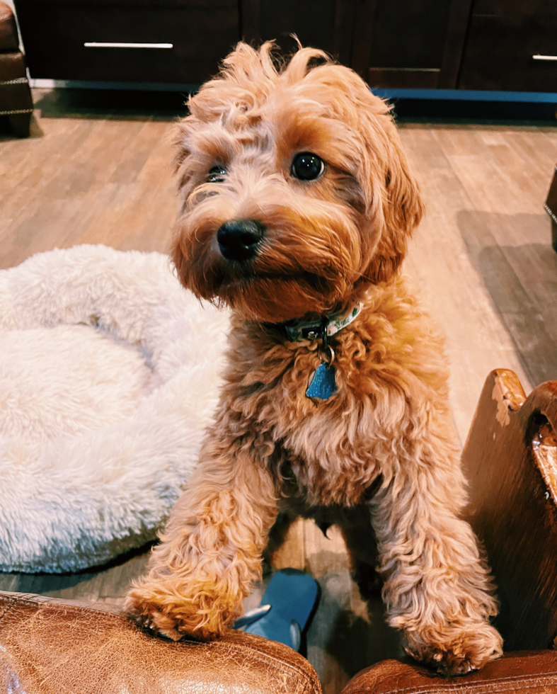 Friendly Cavapoo Pup