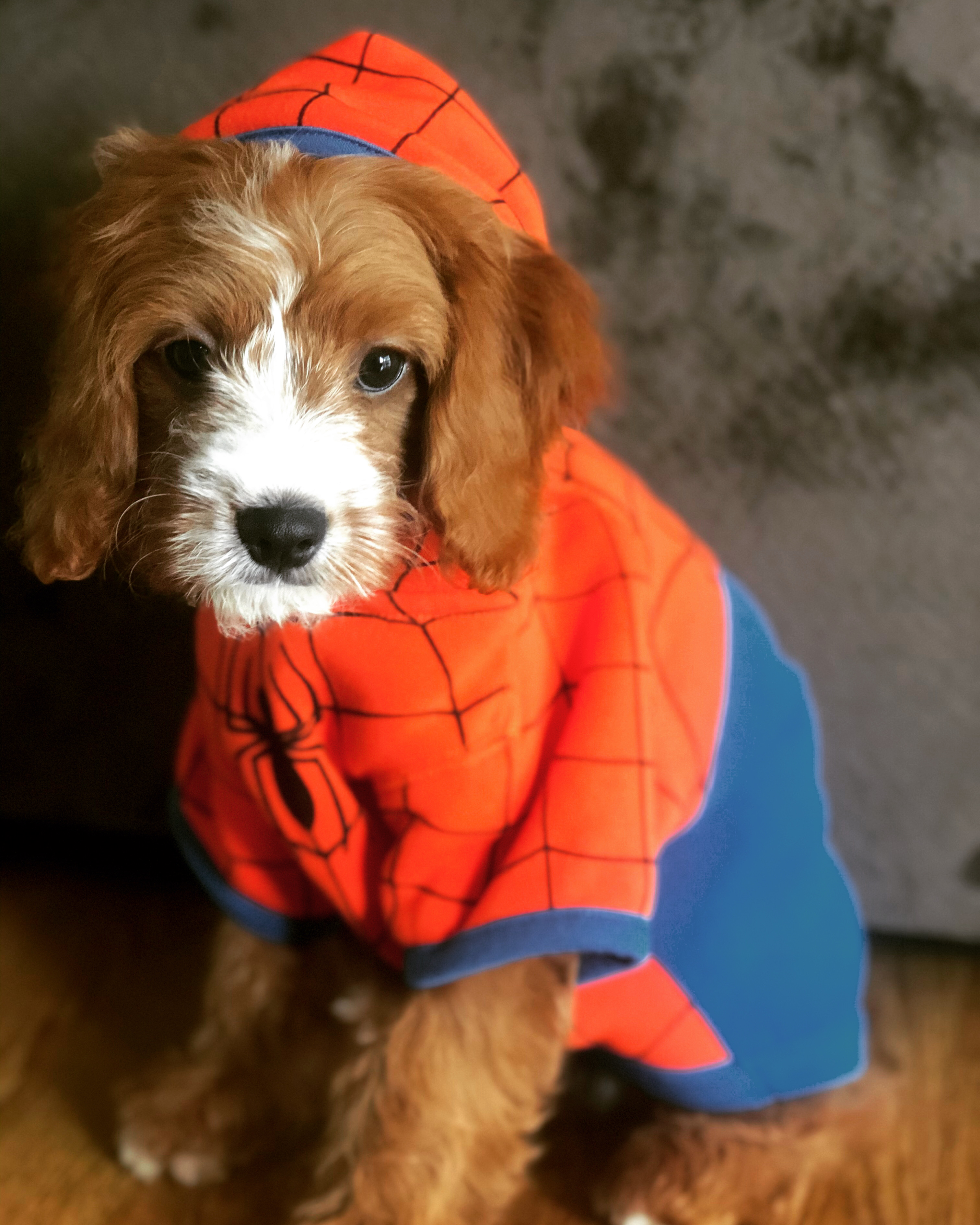 Happy Cavapoo Baby