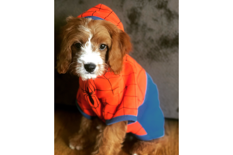 Happy Cavapoo Baby