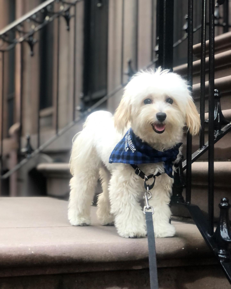 Little Maltese Poodle Poodle Mix Pup