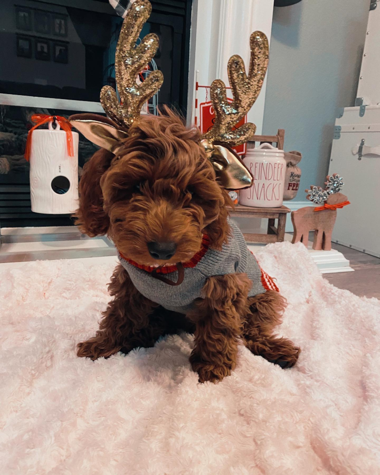 Hypoallergenic Golden Retriever Poodle Mix Pup