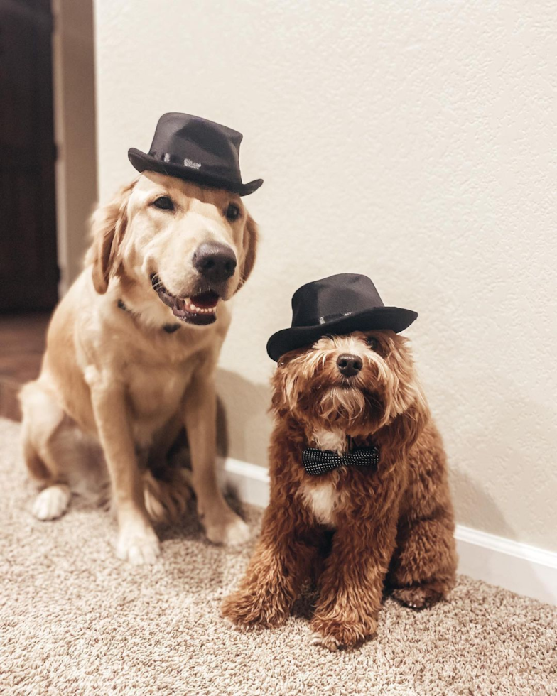 Tulare Mini Goldendoodle Pup