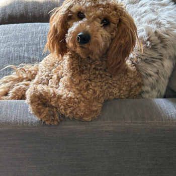 Mini Goldendoodle Being Cute