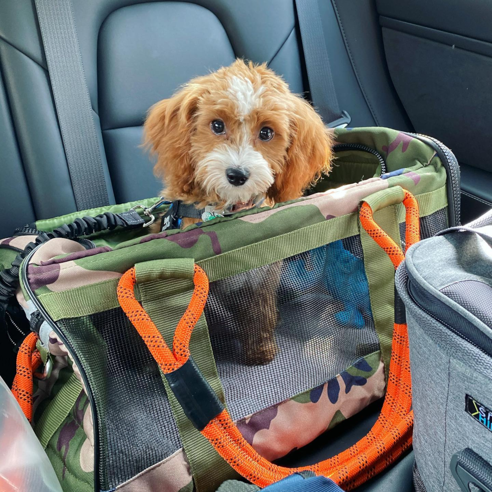 Columbus Cavapoo Pup