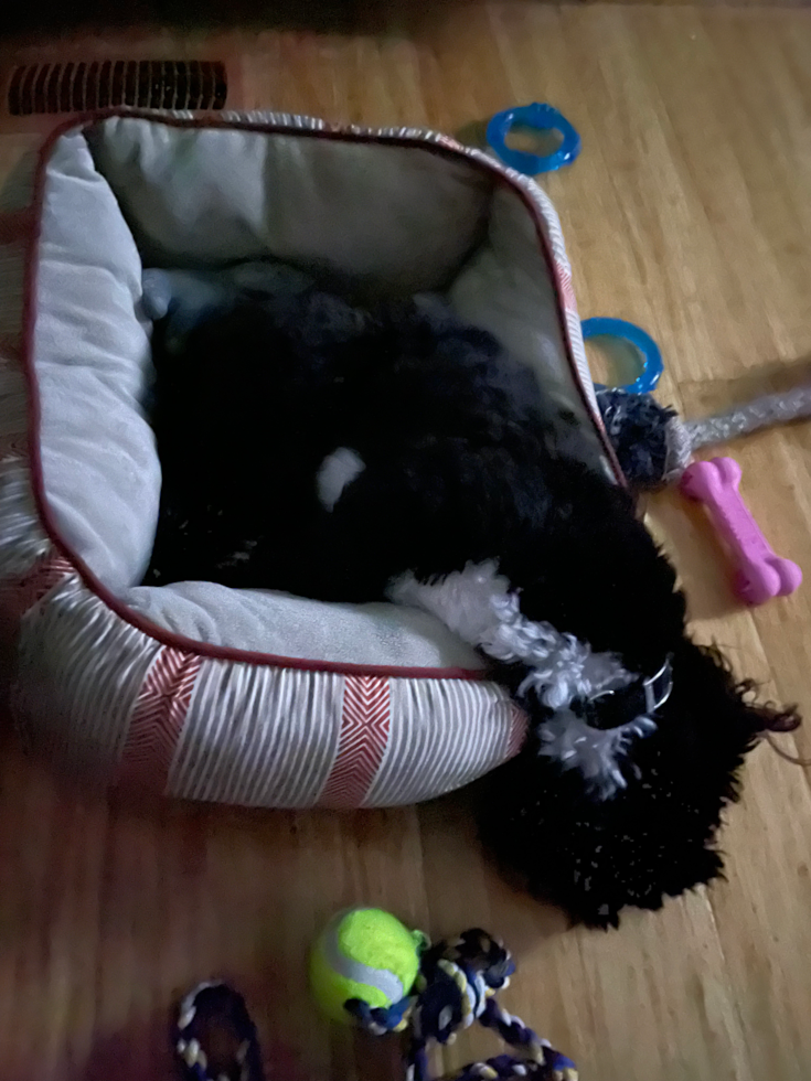 Playful Shihpoo Poodle Mix Pup