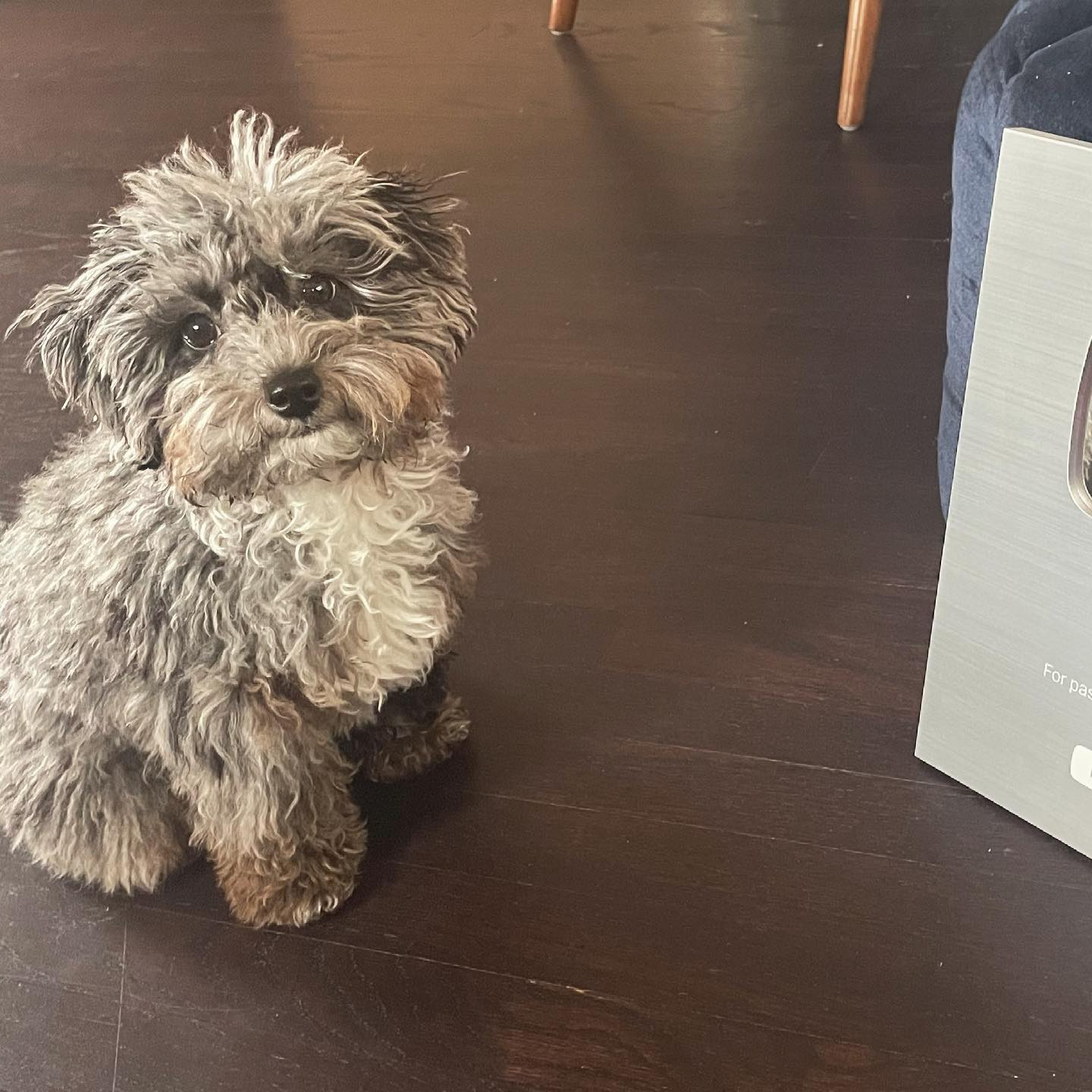 Poodle Pup Being Cute