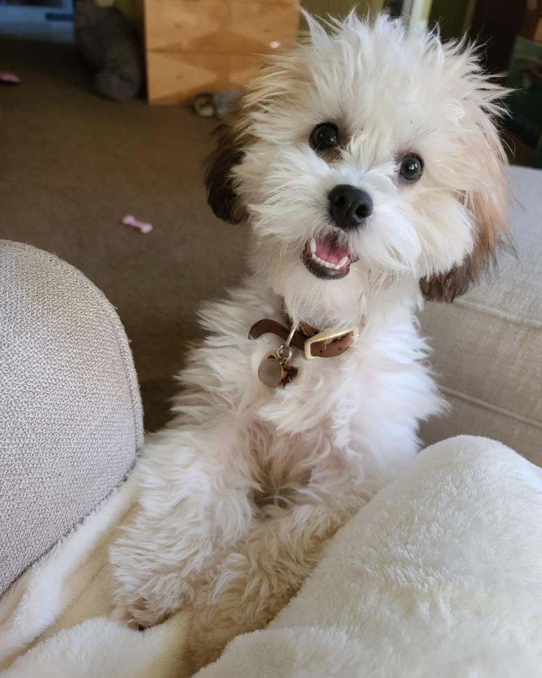 Shih Poo Being Cute