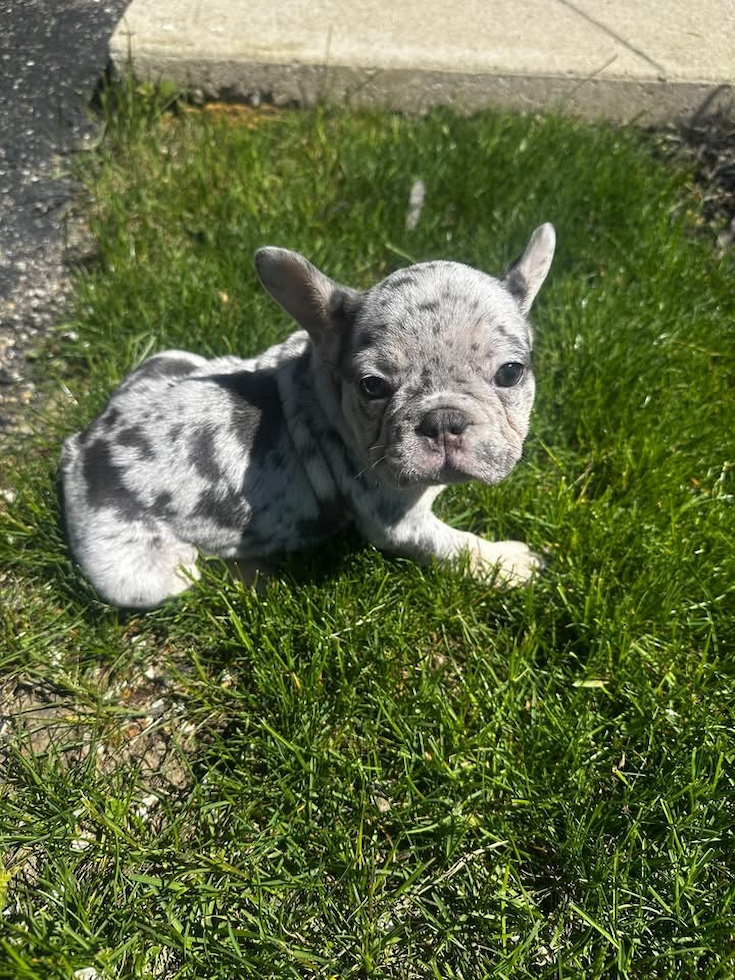 French Bulldog Pup