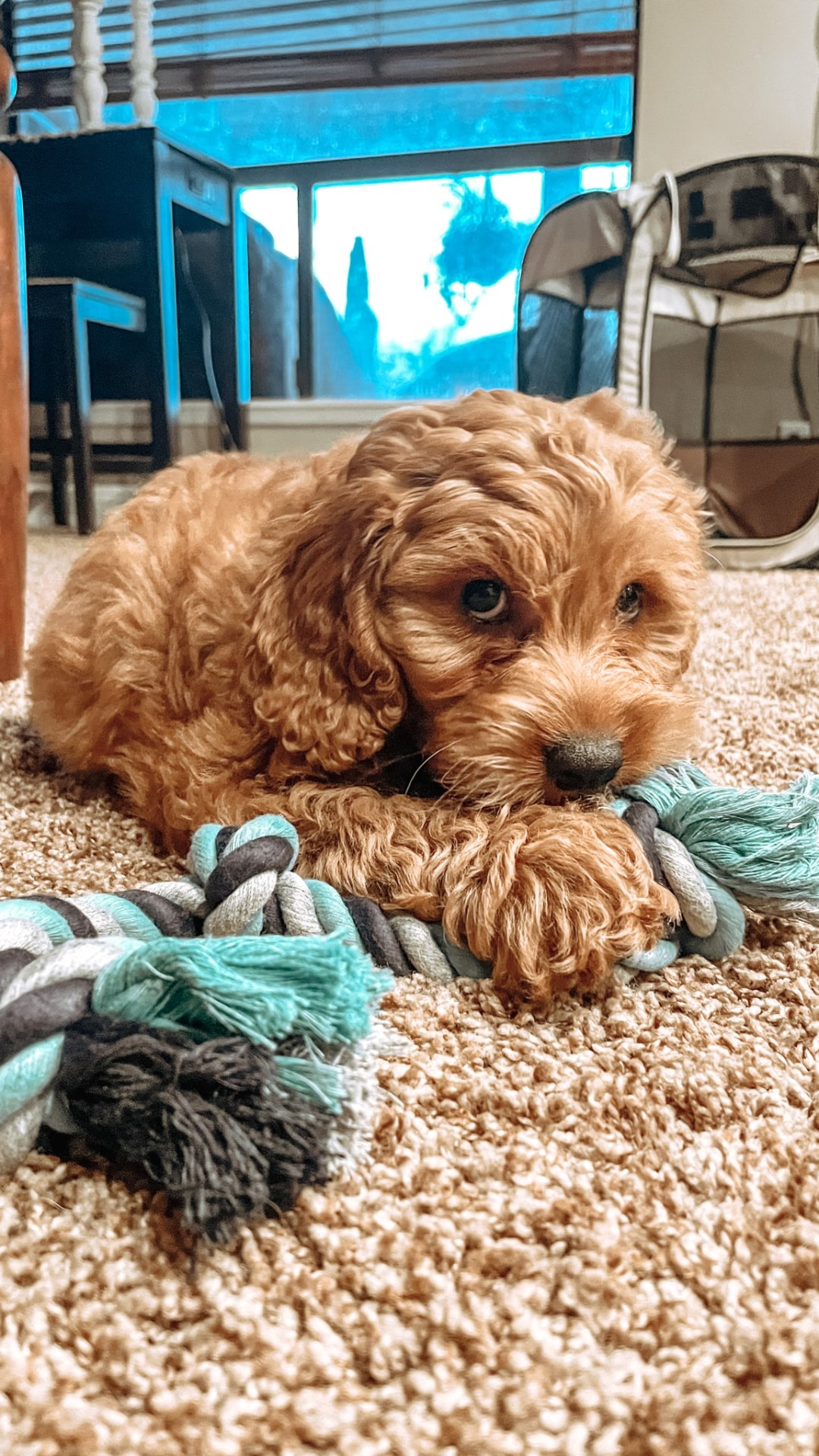 Small Mini Goldendoodle Baby