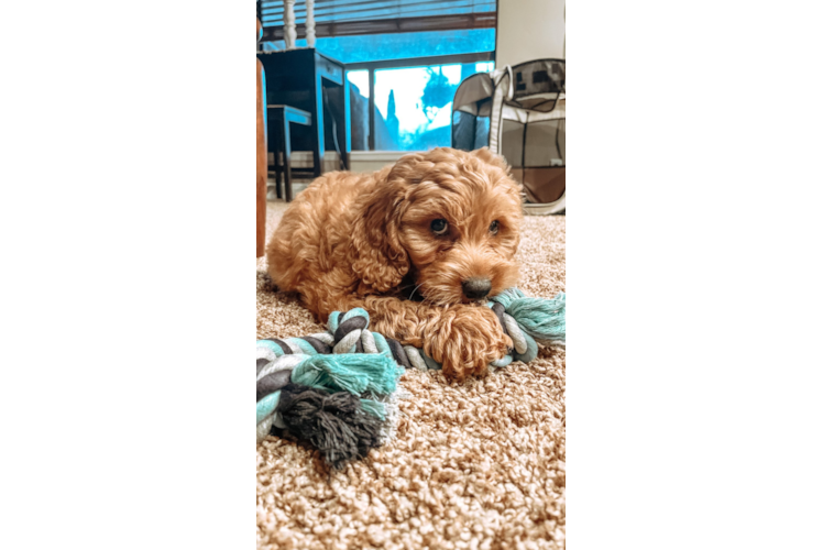 Small Mini Goldendoodle Baby