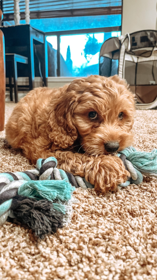 Fluffy Mini Goldendoodle Poodle Mix Pup