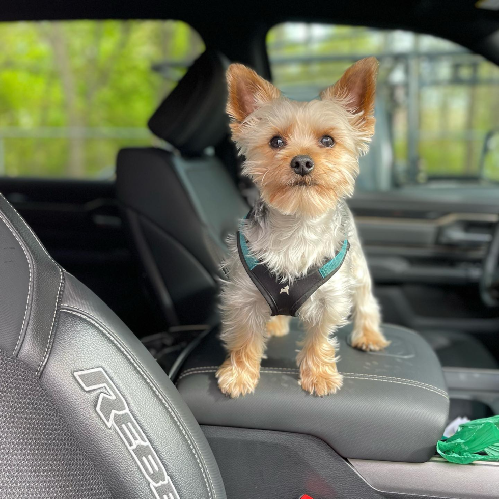 Petite Yorkie Purebred Pup