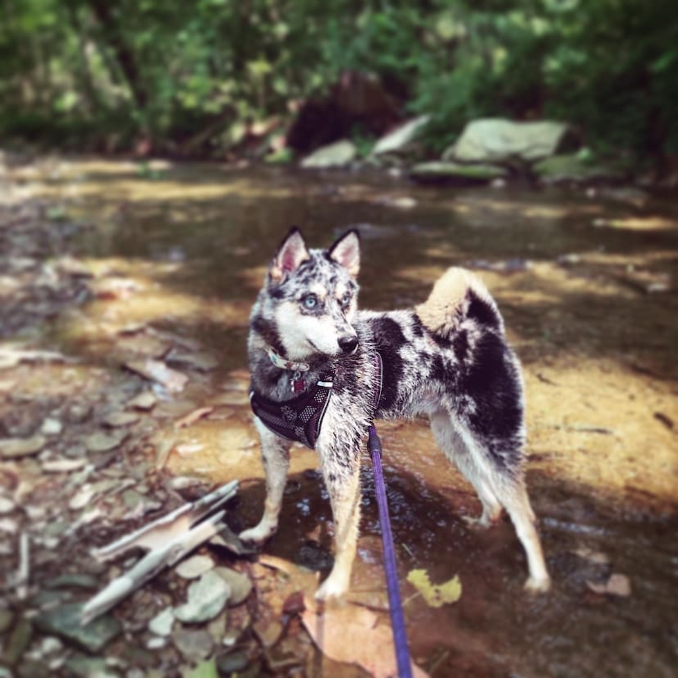 Hypoallergenic Mini Husky Designer Pup