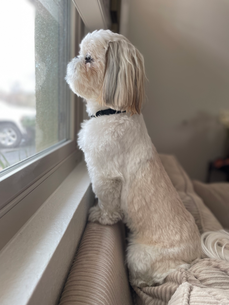 Shih Tzu Pup