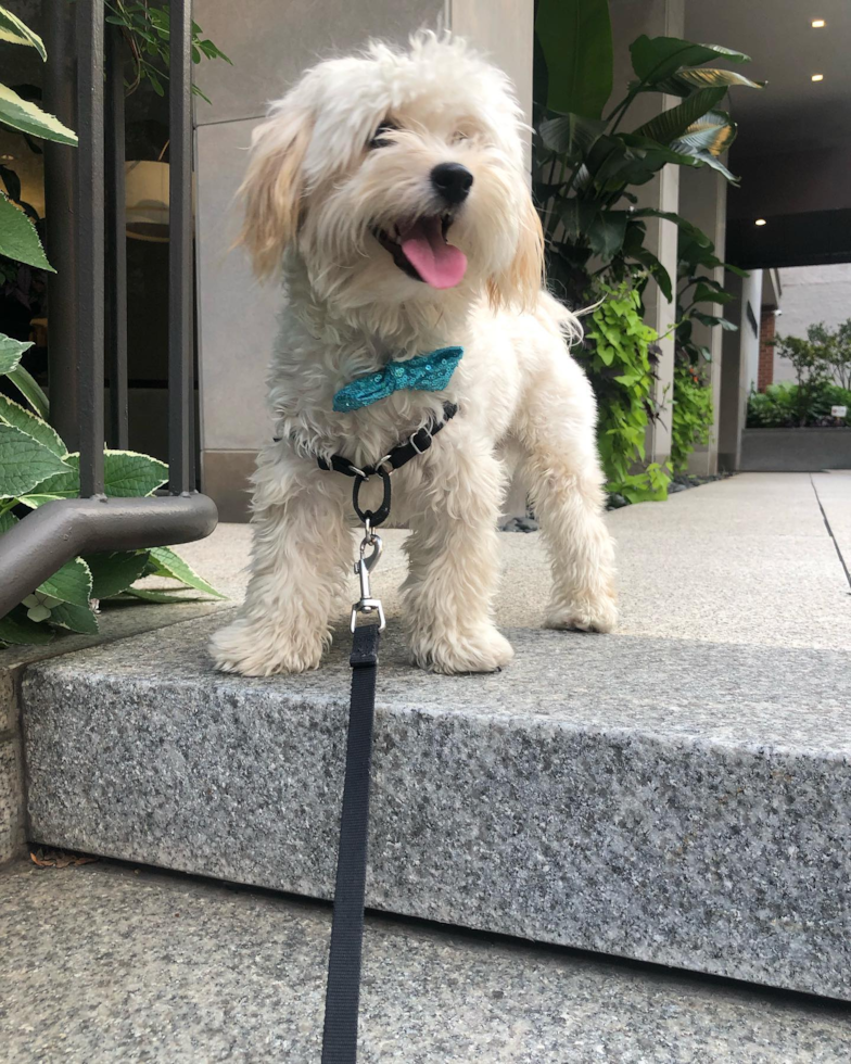 Friendly Maltipoo Pup in New York NY