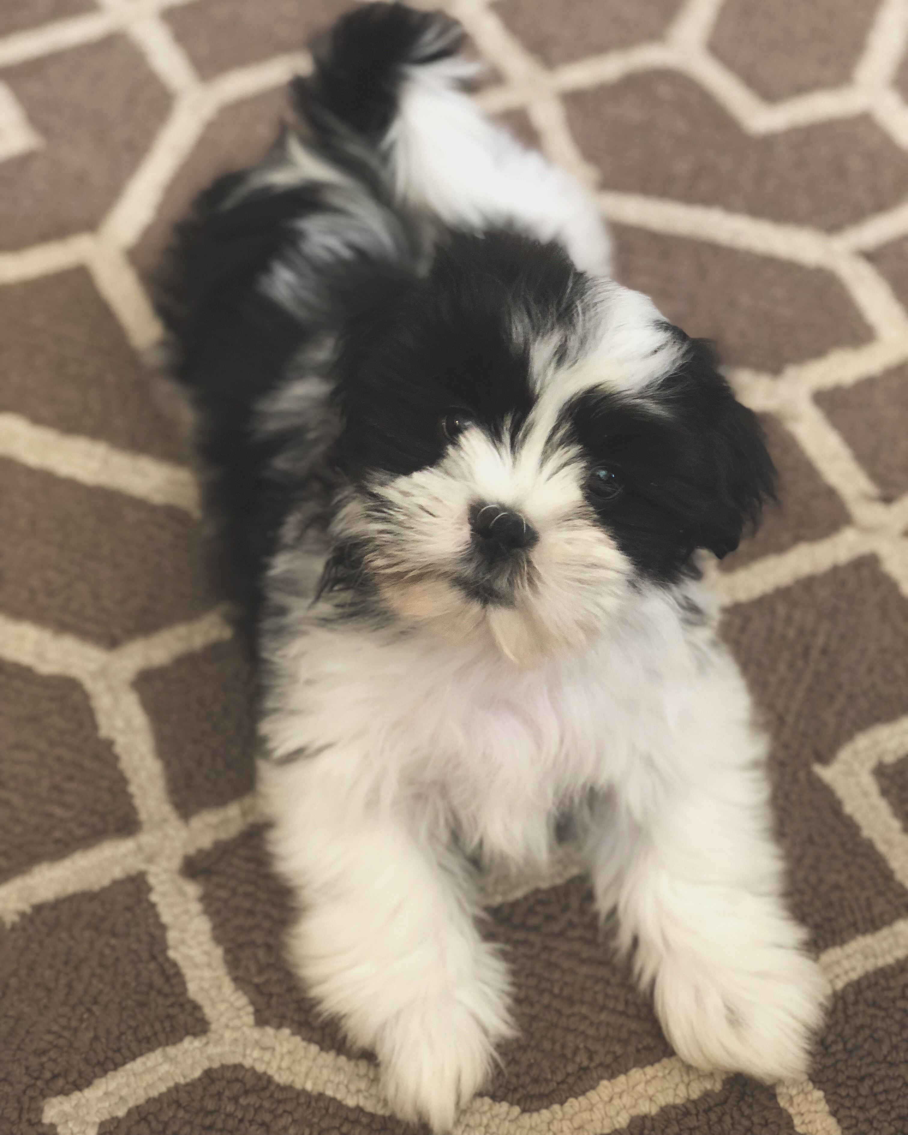 Small Teddy Bear Baby