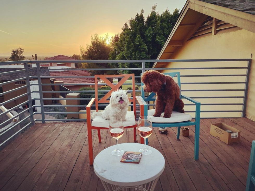 Friendly Mini Goldendoodle Pup