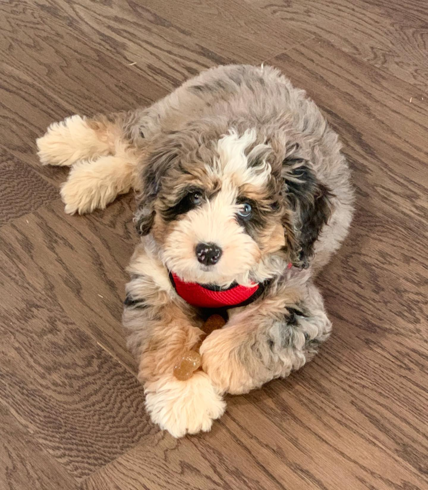 Farmers Branch Mini Bernedoodle Pup