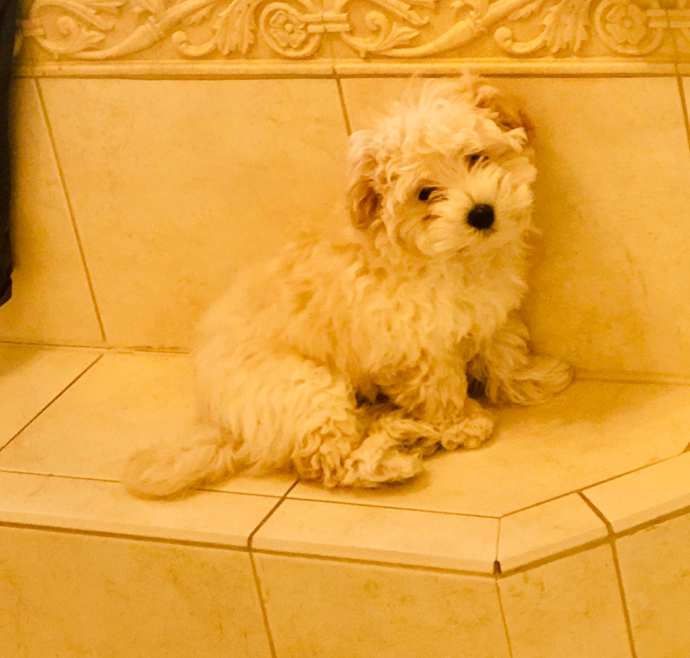 Hypoallergenic Maltepoo Poodle Mix Pup