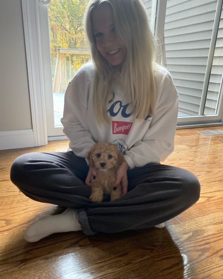 Small Cavapoo Pup