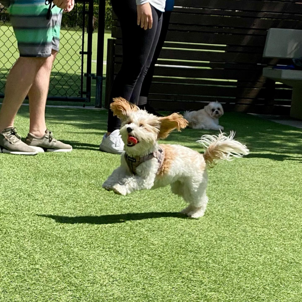 Los Angeles Cavachon Pup