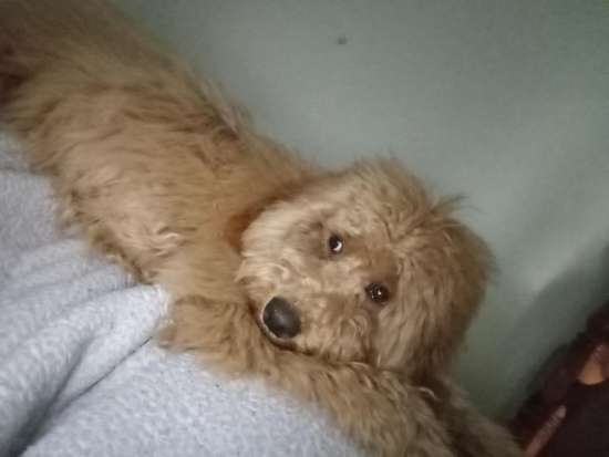 Mini Goldendoodle