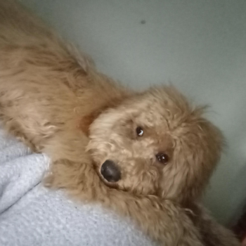 Sweet Mini Goldendoodle Pup in