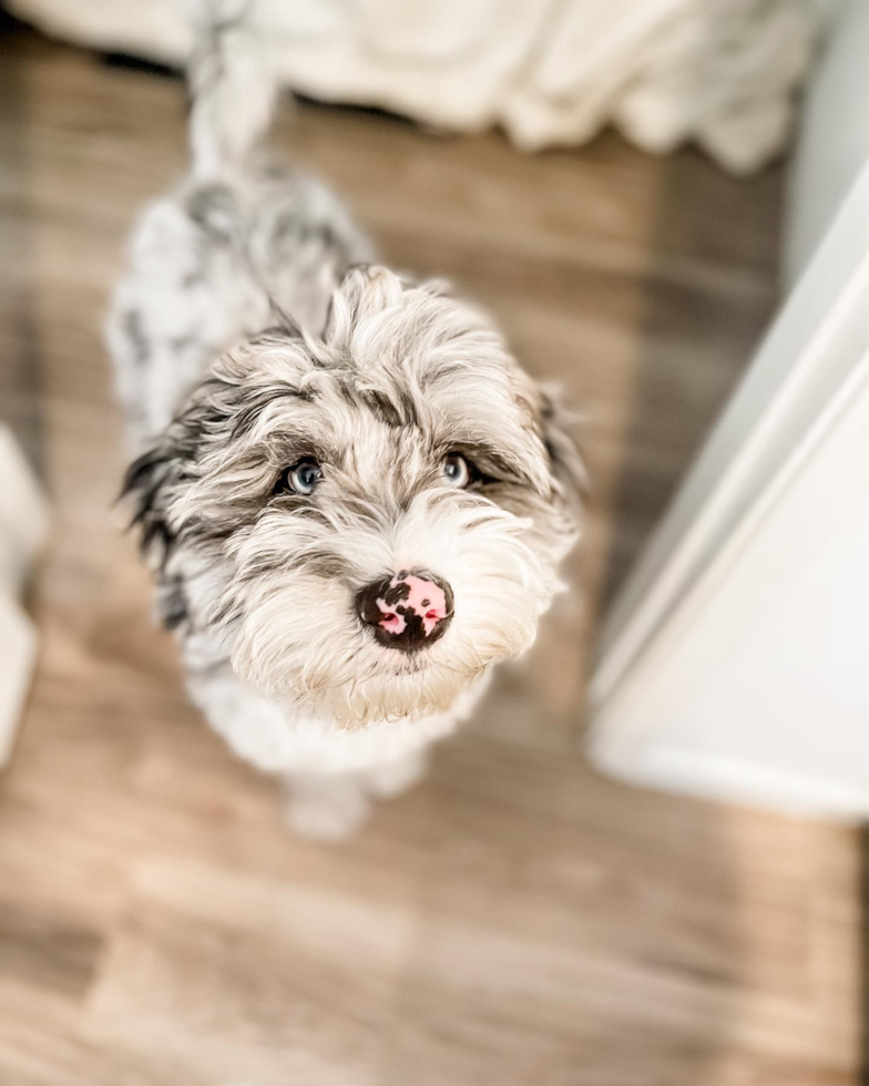 Mini Sheepadoodle Being Cute