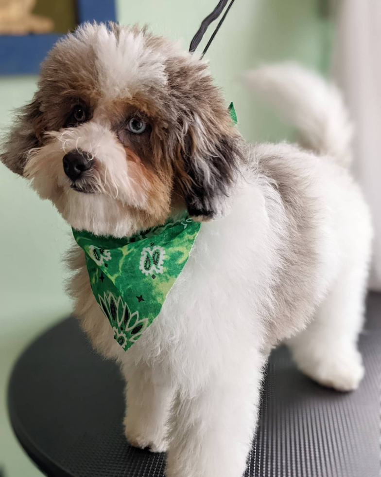 Cute Shih Poo Pup