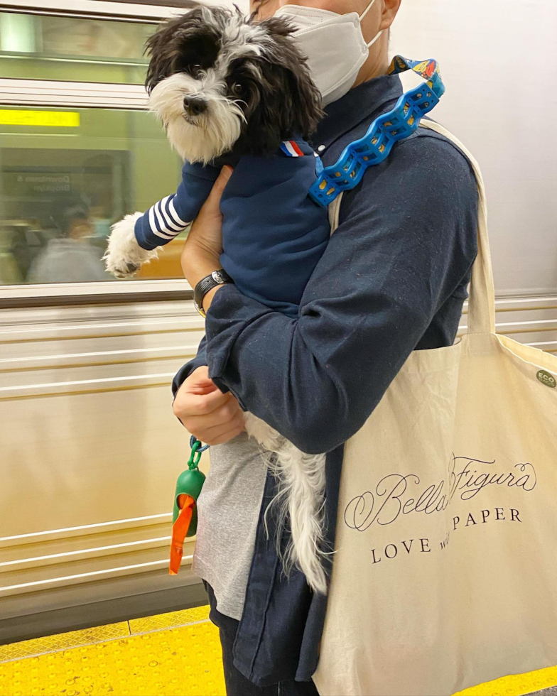 Little Havanese Purebred Pup