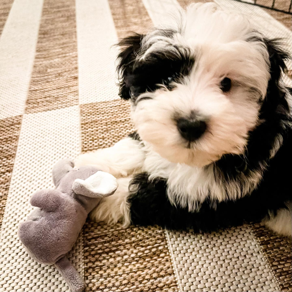 Small Mini Sheepadoodle Pup