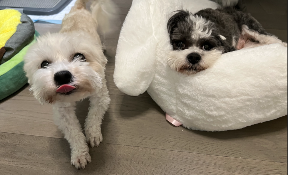 Havanese Pup