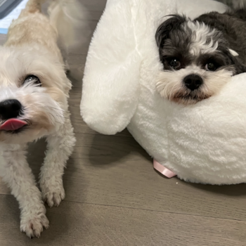 Havanese Pup