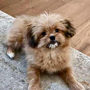 Fluffy Shih Pom Designer Pup