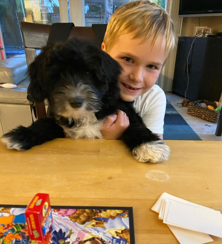 Mini Sheepadoodle Being Cute