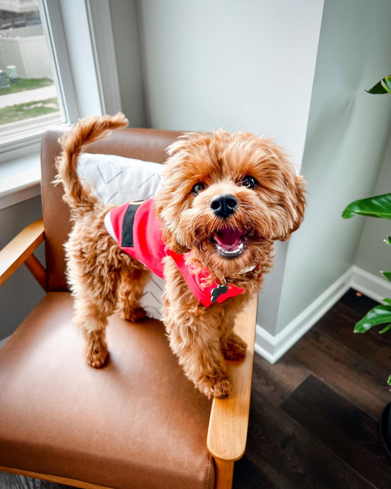 Cavapoo Being Cute