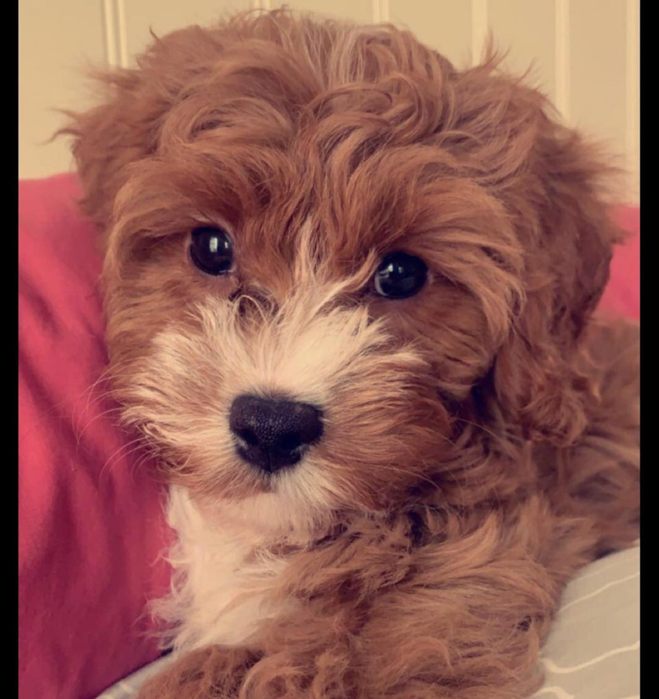 Fluffy Cavapoo Poodle Mix Pup