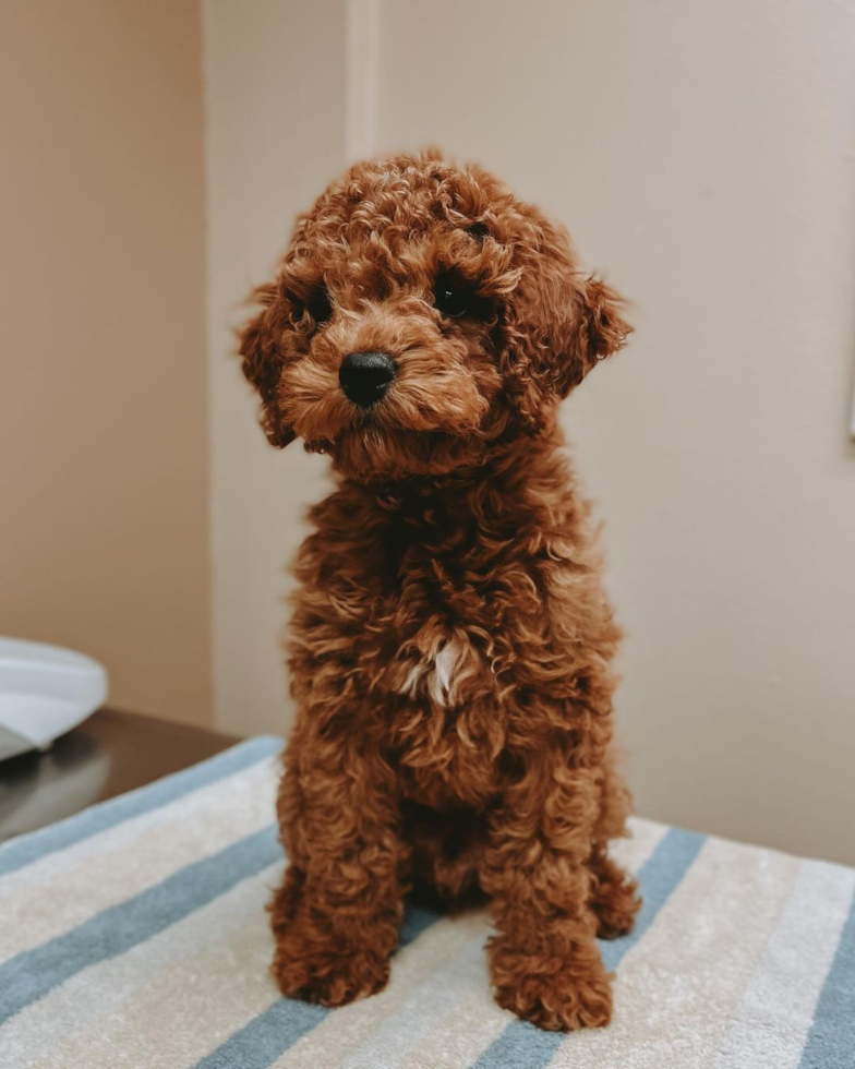 Friendly Cockapoo Pup