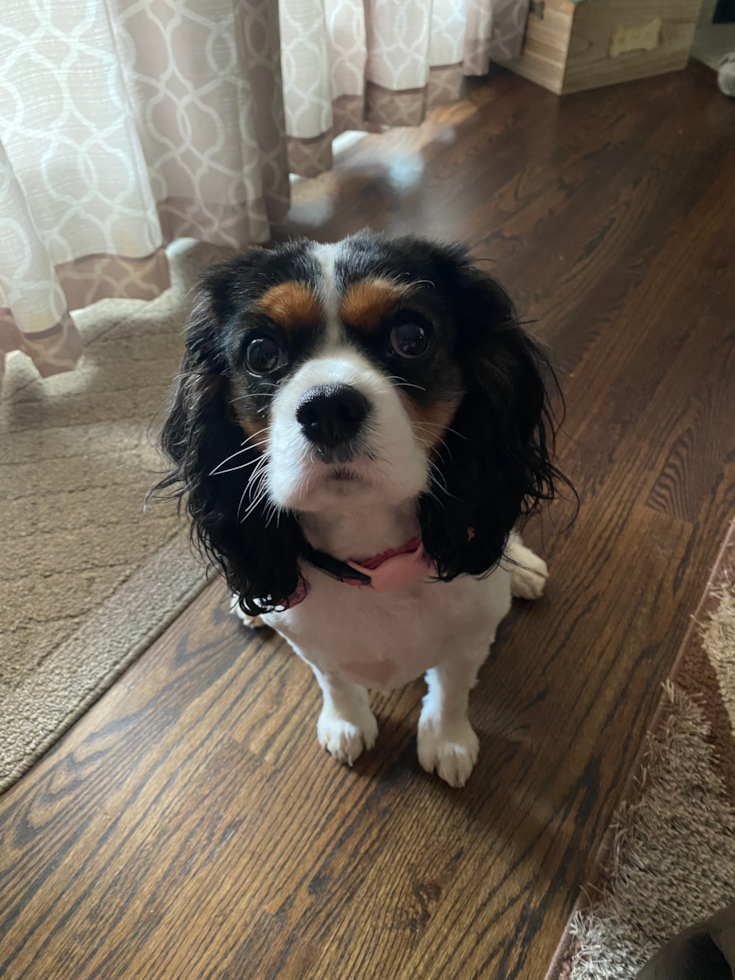 Popular Cavalier King Charles Spaniel Pup