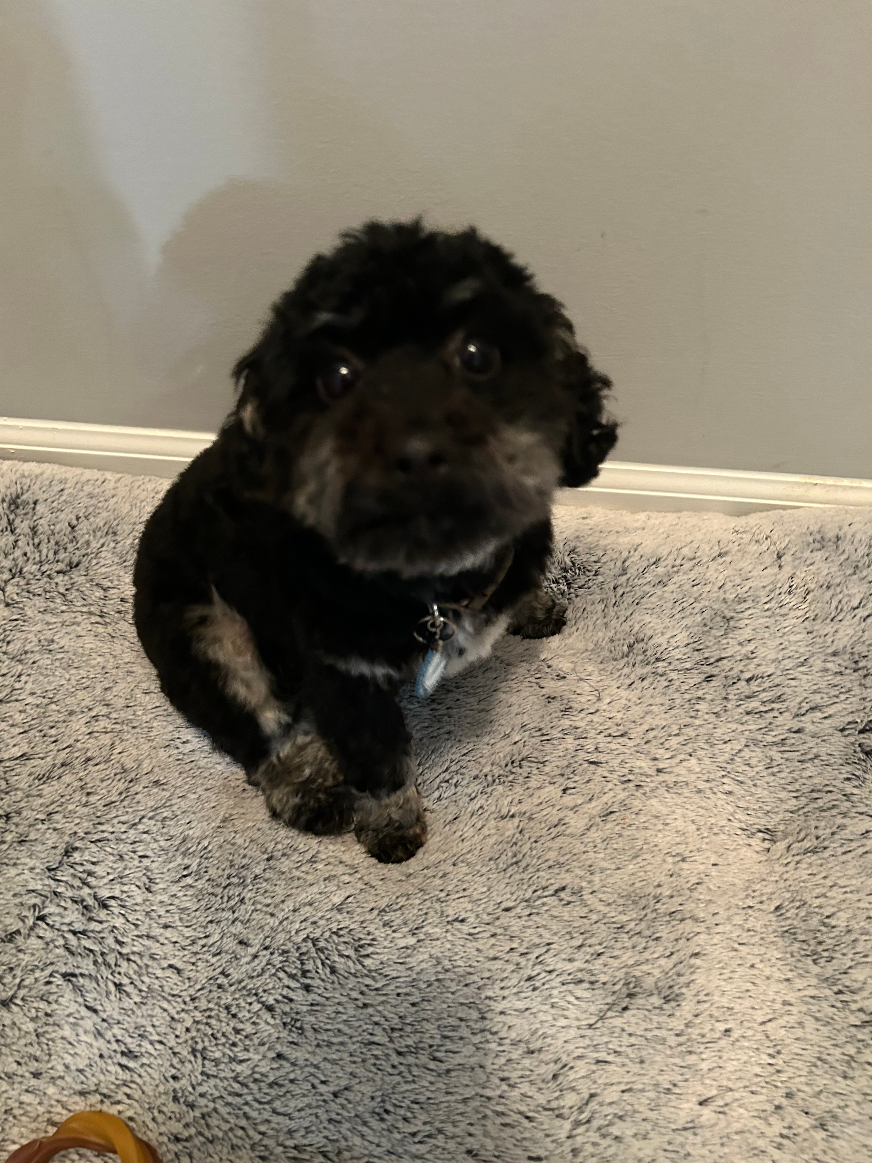Best Poodle Baby